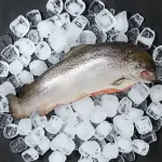 Australian Chilled Salmon Fish