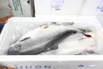 Australian Chilled Salmon Fish