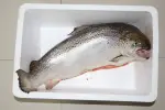 Australian Chilled Salmon Fish
